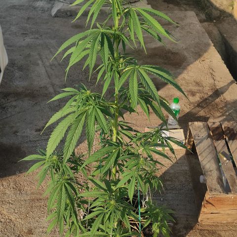 AK (a nout padoung) growlog timeline photo