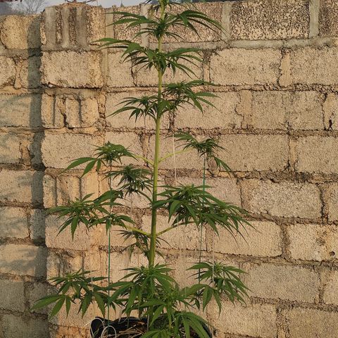 AK (a nout padoung) growlog timeline photo