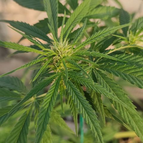 AK (a nout padoung) growlog timeline photo
