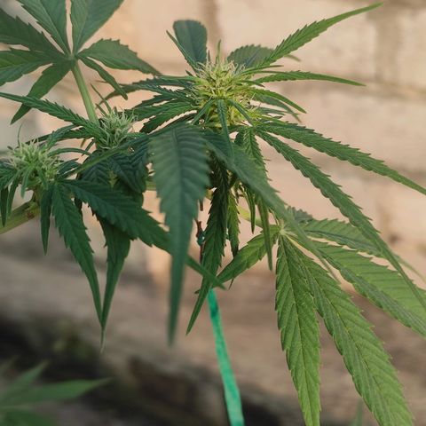 AK (a nout padoung) growlog timeline photo