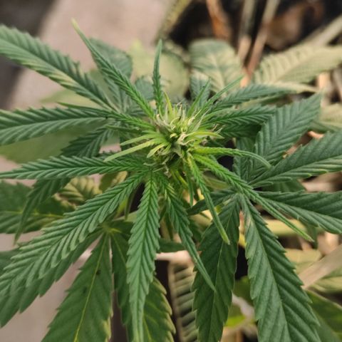 AK (a nout padoung) growlog timeline photo