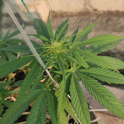 AK (a nout padoung) growlog timeline photo