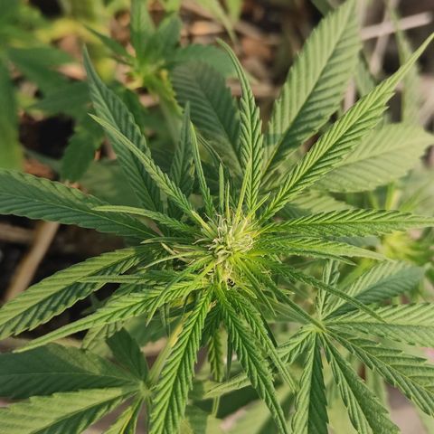 AK (a nout padoung) growlog timeline photo