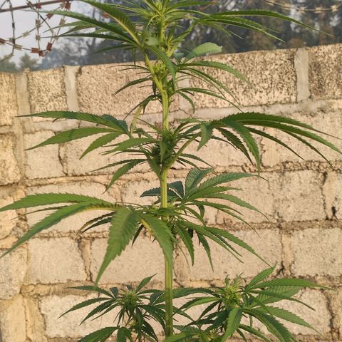 AK (a nout padoung) growlog timeline photo