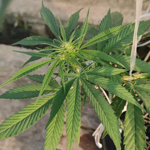 AK (a nout padoung) growlog timeline photo