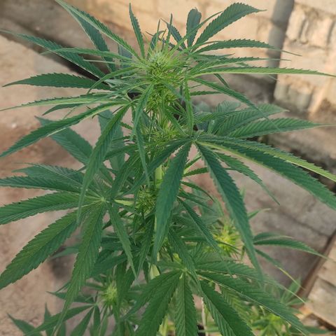 AK (a nout padoung) growlog timeline photo