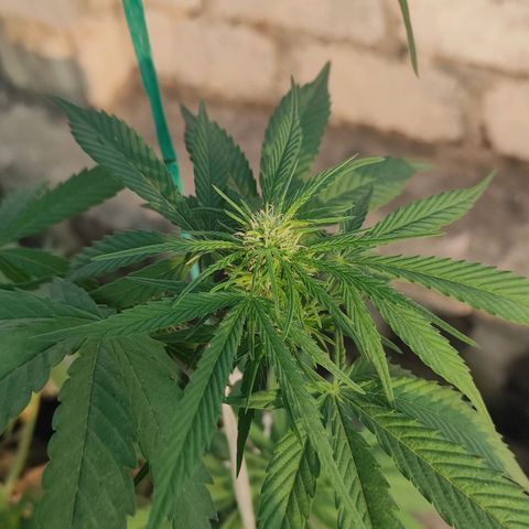 AK (a nout padoung) growlog timeline photo