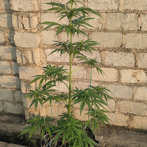 AK (a nout padoung) growlog timeline photo