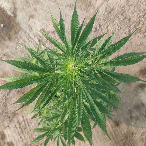 AK (a nout padoung) growlog timeline photo