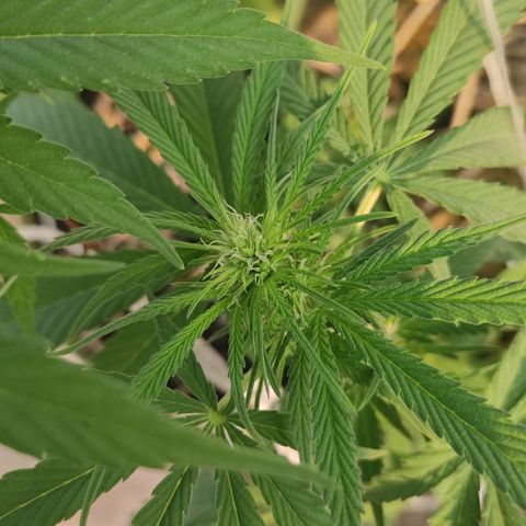 AK (a nout padoung) growlog timeline photo