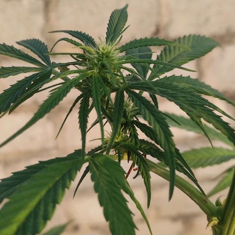 AK (a nout padoung) growlog timeline photo
