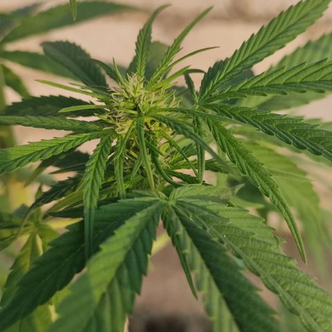 AK (a nout padoung) growlog timeline photo