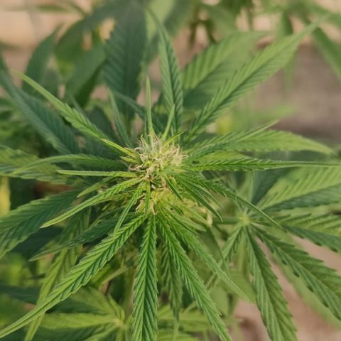 AK (a nout padoung) growlog timeline photo