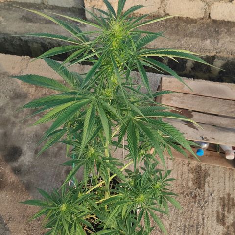 AK (a nout padoung) growlog timeline photo