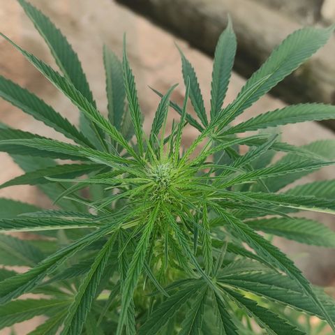 AK (a nout padoung) growlog timeline photo