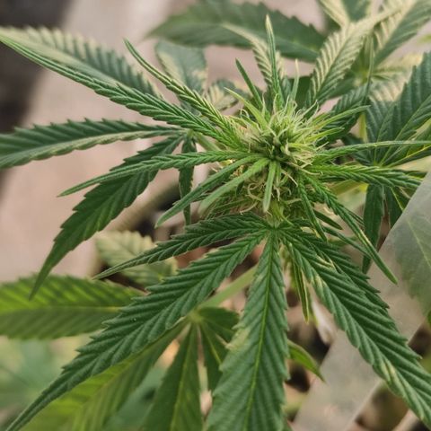 AK (a nout padoung) growlog timeline photo