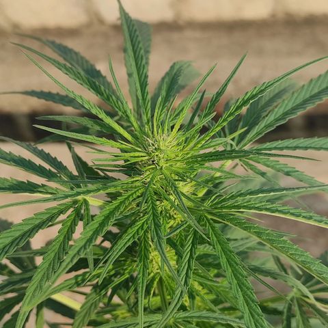 AK (a nout padoung) growlog timeline photo