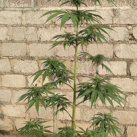 AK (a nout padoung) growlog timeline photo