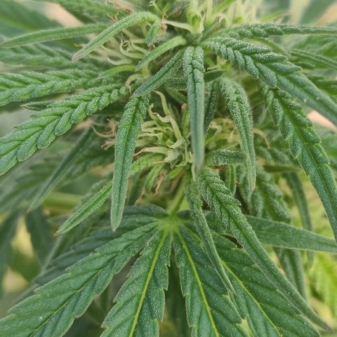 AK (a nout padoung) growlog timeline photo