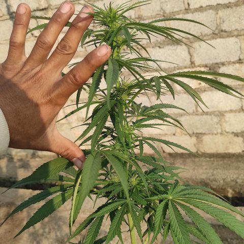 AK (a nout padoung) growlog timeline photo