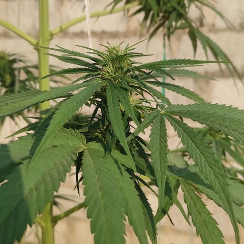 AK (a nout padoung) growlog timeline photo