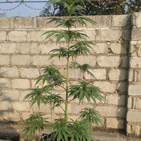AK (a nout padoung) growlog timeline photo
