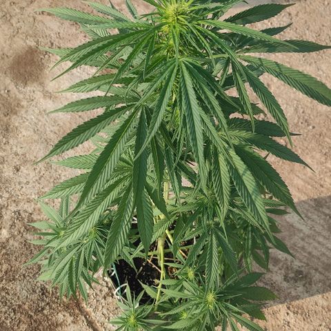 AK (a nout padoung) growlog timeline photo