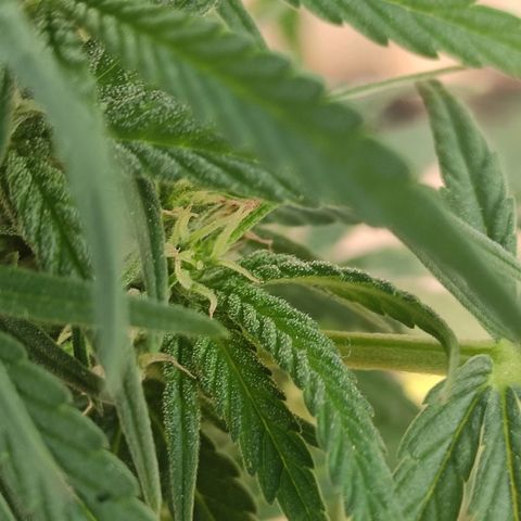AK (a nout padoung) growlog timeline photo