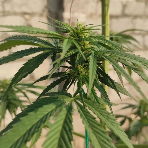 AK (a nout padoung) growlog timeline photo