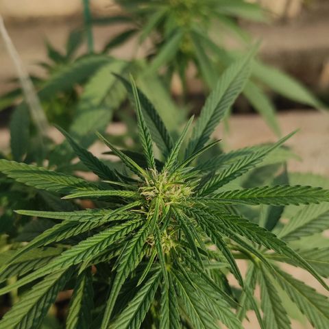 AK (a nout padoung) growlog timeline photo