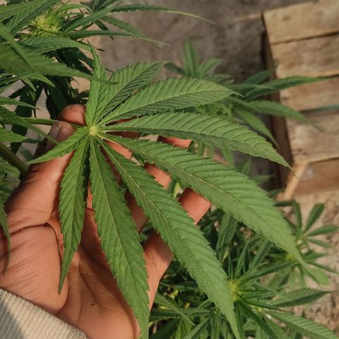 AK (a nout padoung) growlog timeline photo
