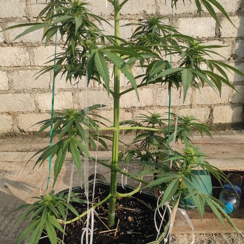 AK (a nout padoung) growlog timeline photo