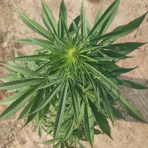 AK (a nout padoung) growlog timeline photo