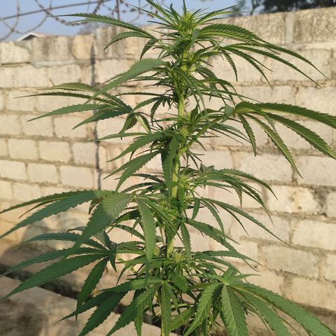 AK (a nout padoung) growlog timeline photo