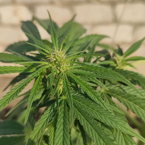 AK (a nout padoung) growlog timeline photo
