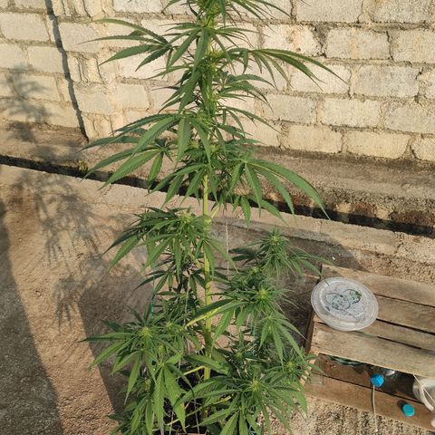 AK (a nout padoung) growlog timeline photo