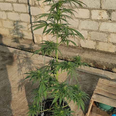 AK (a nout padoung) growlog timeline photo