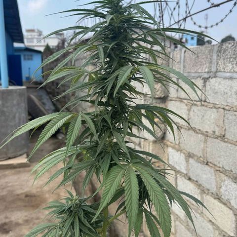 AK (a nout padoung) growlog timeline photo