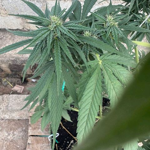 AK (a nout padoung) growlog timeline photo