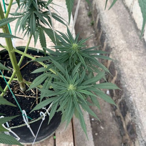 AK (a nout padoung) growlog timeline photo