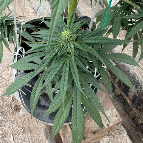 AK (a nout padoung) growlog timeline photo