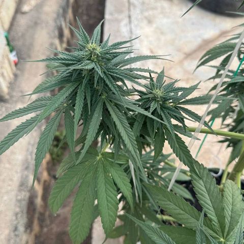 AK (a nout padoung) growlog timeline photo