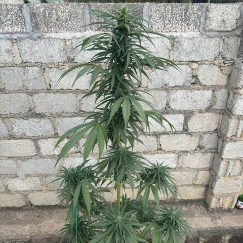 AK (a nout padoung) growlog timeline photo