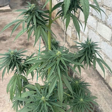 AK (a nout padoung) growlog timeline photo