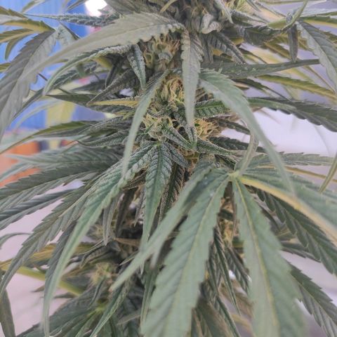 AK (a nout padoung) growlog timeline photo