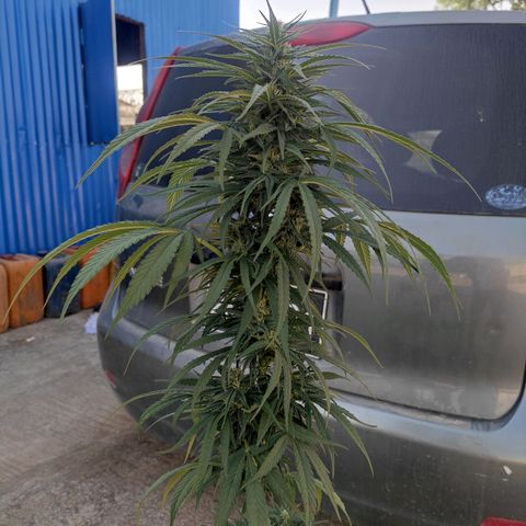 AK (a nout padoung) growlog timeline photo