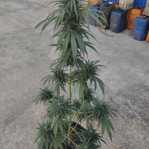 AK (a nout padoung) growlog timeline photo
