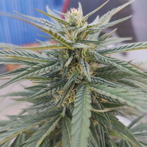 AK (a nout padoung) growlog timeline photo
