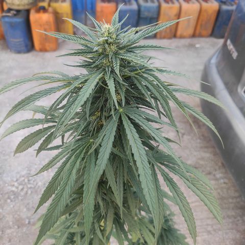 AK (a nout padoung) growlog timeline photo