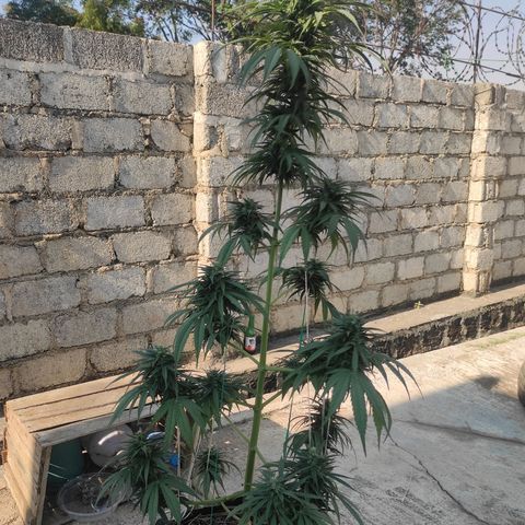 AK (a nout padoung) growlog timeline photo